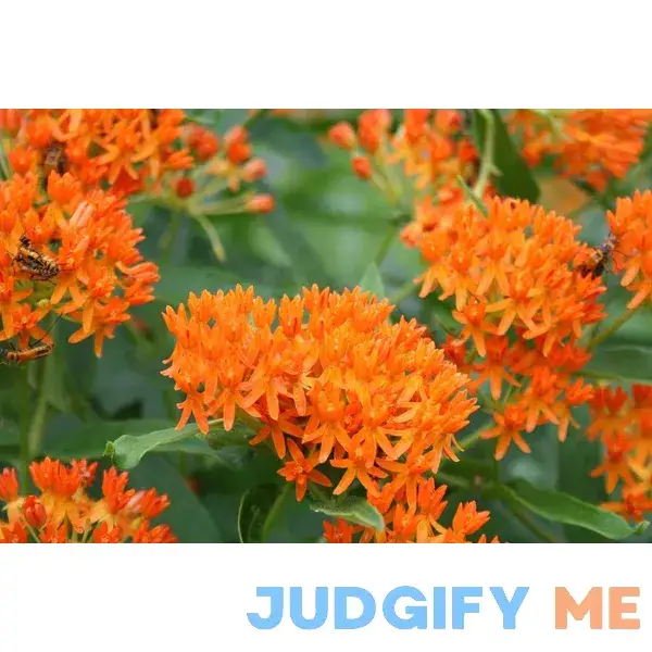 Butterfly Milkweed Flower Seeds Pack of 100 Seeds by Seeds2Go Butterfly Milkweed Flower Seeds Pack of 100 Seeds by Seeds2Go