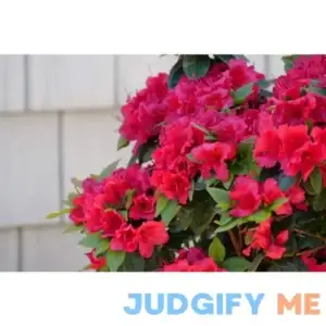 Proven Winners Perfecto Mundo Red Reblooming Azalea