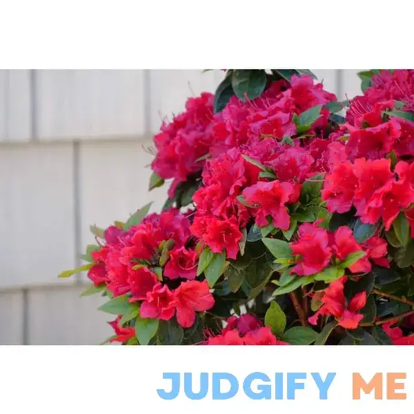 Proven Winners Perfecto Mundo Red Reblooming Azalea Proven Winners Perfecto Mundo Red Reblooming Azalea