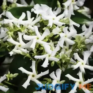 Madison Star Cold-Hardy Jasmine #3 Container