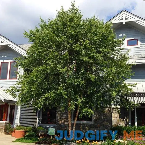 Multi-Stem Dura Heat' River Birch Tree Multi-Stem Dura Heat' River Birch Tree