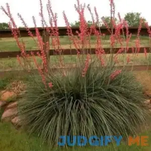 Outsidepride Yucca Red