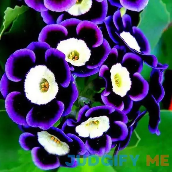 Black Purple Scarce Rare Phantom Petunia Flower Seeds Black Purple Scarce Rare Phantom Petunia Flower Seeds