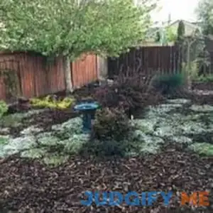 Outsidepride Seeds Perennial Veronica Creeping Speedwell Ground Cover Seeds for Planting