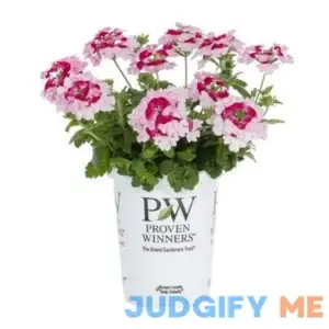 Proven Winners 1.5pt Superbena Sparkling Rose Verbena Live Plants with Grower Pot