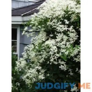 Clematis Paniculata Perennial Plant by Bluestone Perennials