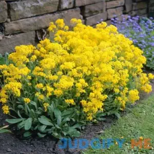 CHUXAY GARDEN Yellow Arabis-Rock Cress