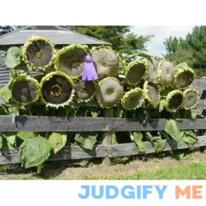 Mongolian Giant Sunflower Seeds to Plant 10 Seeds