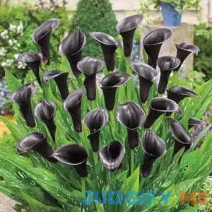 Votaniki Odessa Calla Lily Bulbs Versatile Long Lasting Beauty Hybrid Calla Lily Odessa