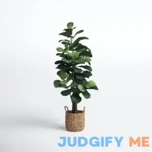 Fiddle Leaf Fig Tree with Basket Joss & Main