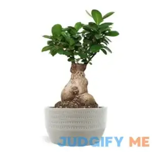 Just Add Ice Live Indoor Plant 12 inch Tall Bonsai Plant in Decorative Ceramic 6 inch Pot