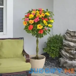 Leaf & Petal Multicolor Hibiscus Tree