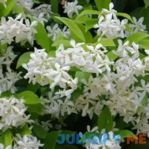 Star Jasmine - 3 Gallon Pot - Fast-Growing