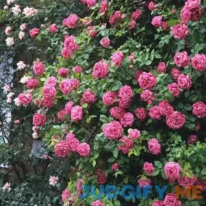 Zephirine Drouhin Climbing Rose - #3 Container By Nature Hills Nursery