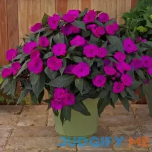 2.5 In. Compact Purple Impatiens Outdoor Annual Plant with Purple Flowers