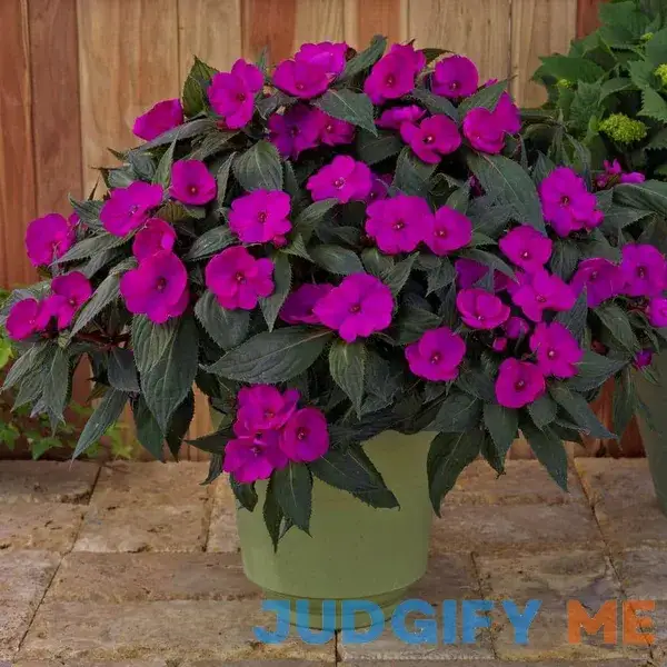 2.5 In. Compact Purple Impatiens Outdoor Annual Plant with Purple Flowers 2.5 In. Compact Purple Impatiens Outdoor Annual Plant with Purple Flowers