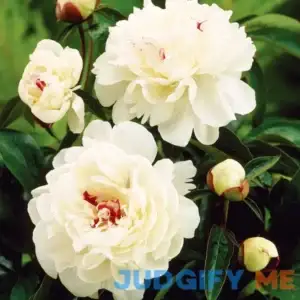 Van Zyverden Peony Festiva Maxima Dormant Bare Plant Root Partial Sun