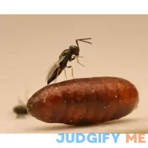 Fly Predators - Kill Flies Before They Hatch