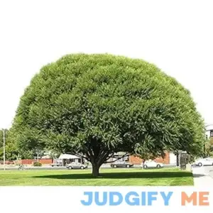 4 Globe Willow Trees Shade or Privacy Tree