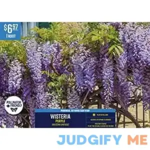 Van Zyverden Wisteria Sinensis Dormant Bare Root