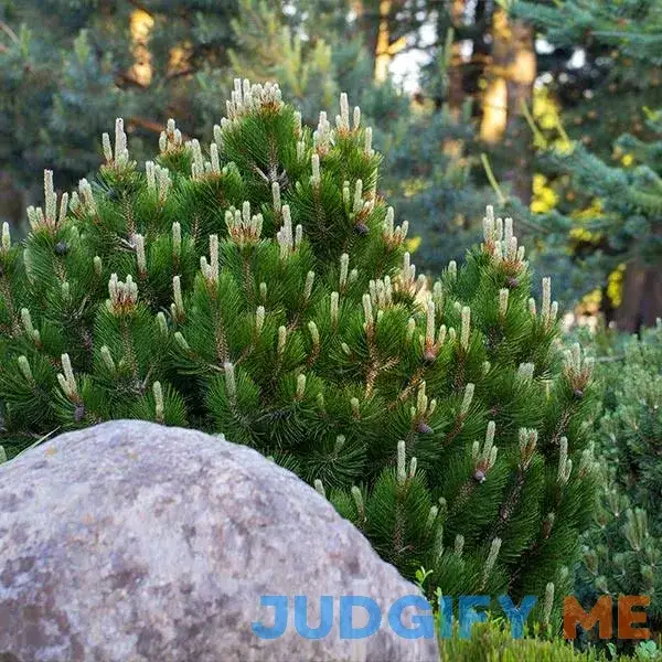 Dwarf Mugo Pine Dwarf Mugo Pine
