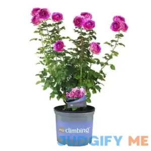 3 Gal. Lavender Crush Climbing Rose with Lavender Flowers