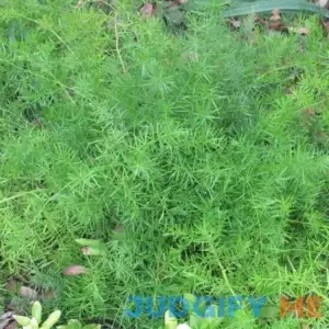 Asparagus Fern Seeds A. sprengeri Seeds