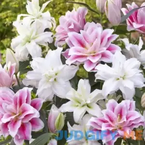 Eden Brothers Roselily Bulbs Pink Mix
