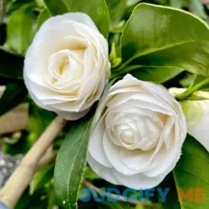 April Snow Camellia - 3 gallon By Lots of Plants