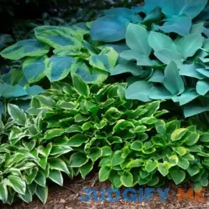 Hosta Bumper Crop Mix