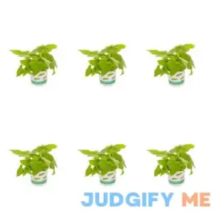 1 Pt. Accent Ipomoea Sweet Potato Vine Green Annual Plant