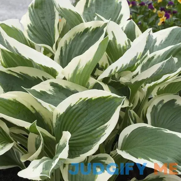Van Zyverden Hosta Patriot Van Zyverden Hosta Patriot