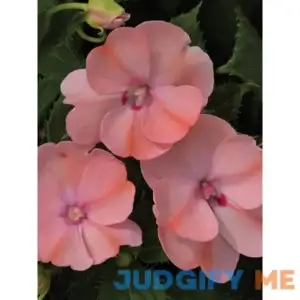 Burpee Impatiens Sunpatiens