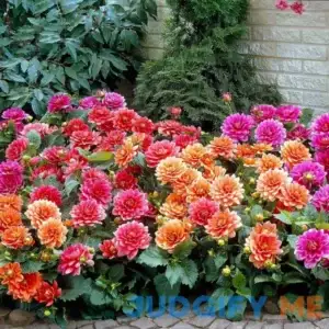 Eden Brothers Dahlia Bulbs Border Mix