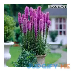 Van Zyverden Blazing Star Liatris Spicata Bulbs