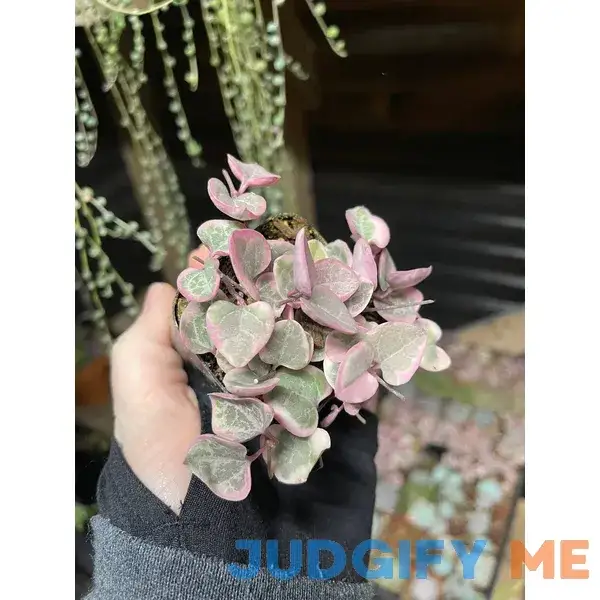 Variegated String of Hearts | VSOH | Ceropegia woodii | 2 or 4 inch pot rooted Variegated String of Hearts | VSOH | Ceropegia woodii | 2 or 4 inch pot rooted