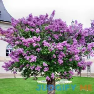 Purple Lilac Syringa Plants Live Flowers Fragrant for Planting from 2 Ft Planting Ornaments Garden Perennials Simple to Grow Pots Gift