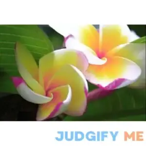 "Gold Shell" Fragrant PLUMERIA'S Cutting with Rooted 7-12 INCH Registered Mail Track Online 100% Guarantee SATISFICATION