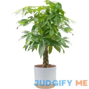 Costa Farms Money Tree Live Plant Easy to Grow Houseplant Potted in Indoor Garden Pot