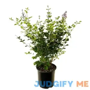 2.25 Gal. Bloomerang Lilac with Vibrant Purple Flowers