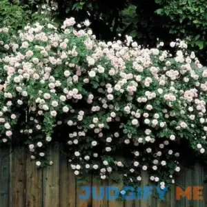 Cecile Brunner Climbing Rose