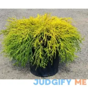 1 Gal. Gold Mop Threadbranch Cypress Shrub with Colorful Golden Yellow