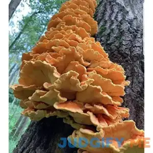 100 Chicken of The Woods Mushroom Spawn Plugs to Grow Gourmet and Medicinal Mushrooms at Home or commercially