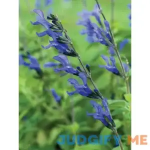 Burpee Salvia Black & Blue 4 Plants
