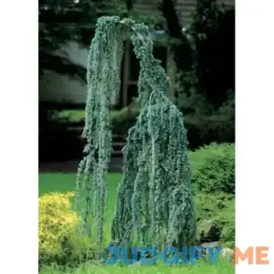 Weeping Cedar of Lebanon 3 - Year Graft