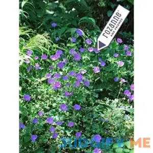 Perennial Farm Marketplace Geranium x 'Rozanne' Groundcover