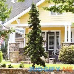 Slender Hinoki Cypress #1 Container