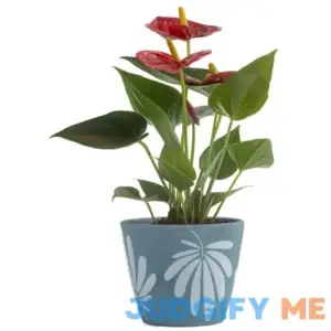 Costa Farms Live Indoor Plant Red Anthurium in 4in Decor Pot