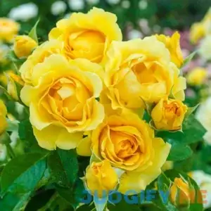 Spring Hill Nurseries Julia Child Dormant Bare Root Floribunda Rose
