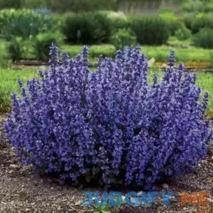 Catmint Plant Nepeta 'Cat's Pajamas